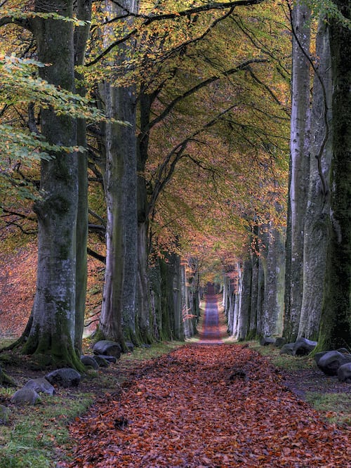 woodland path in autumn