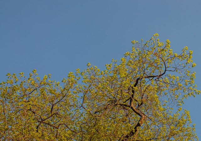 a picture of a tree in london