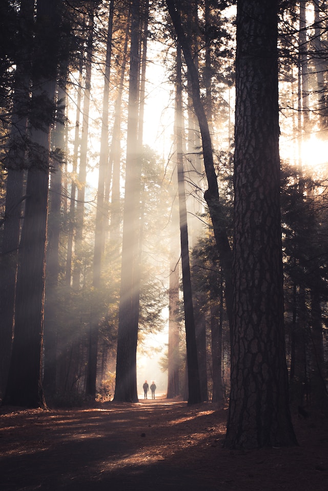 forest