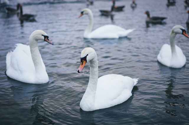 swan in the lake